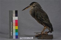 藏品(綠簑鷺)的圖片